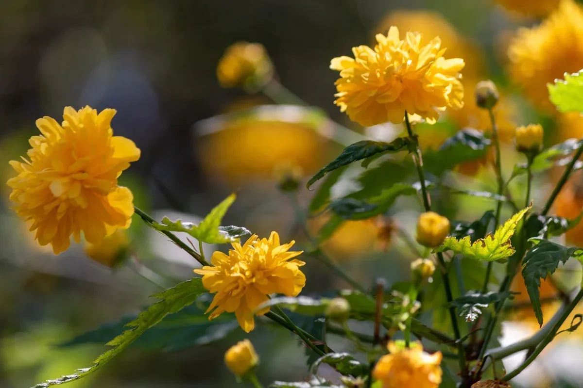 Resíduo da produção de vinho vira biofertilizante para flores comestíveis