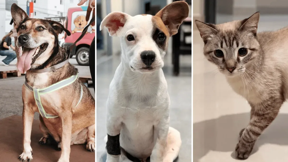 Projeto da Viva Bicho mantém apoio veterinário após adoção de cães e gatos