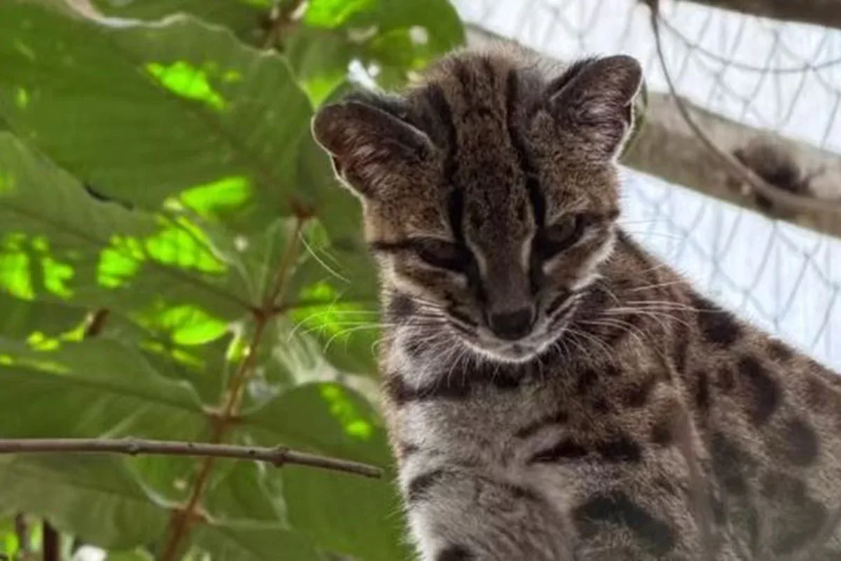 Nova espécie de felino é identificada nas florestas da Bolívia