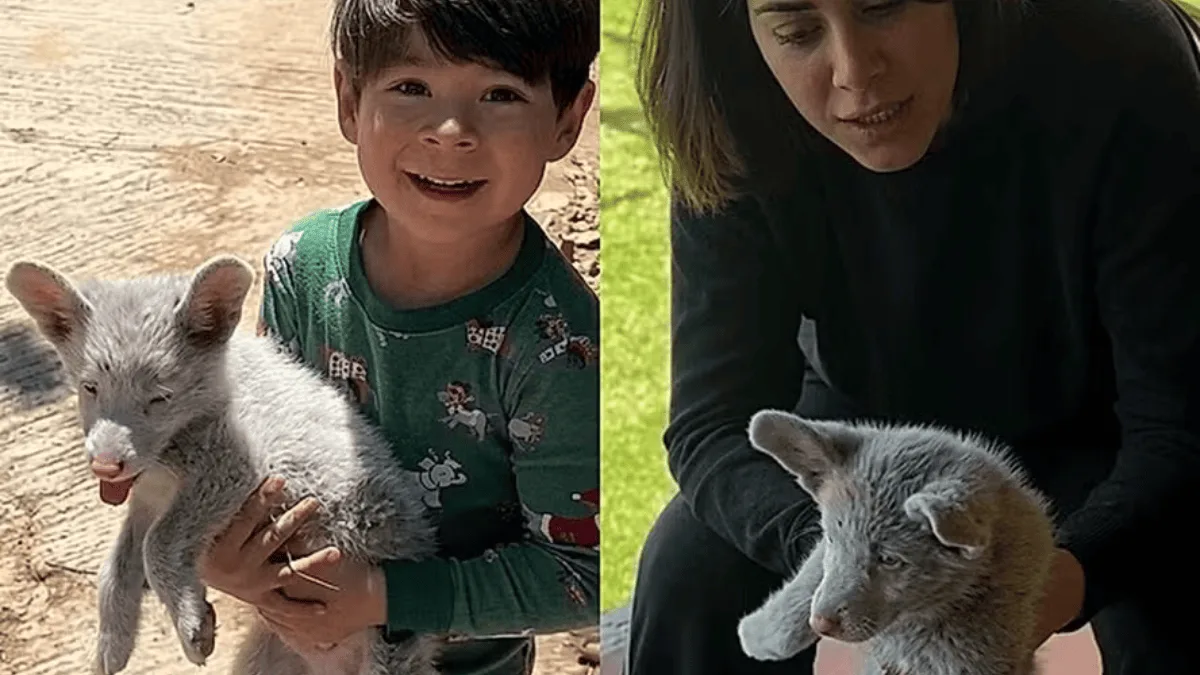 Filhote resgatado na estrada é identificado como cachorro albino e surdo