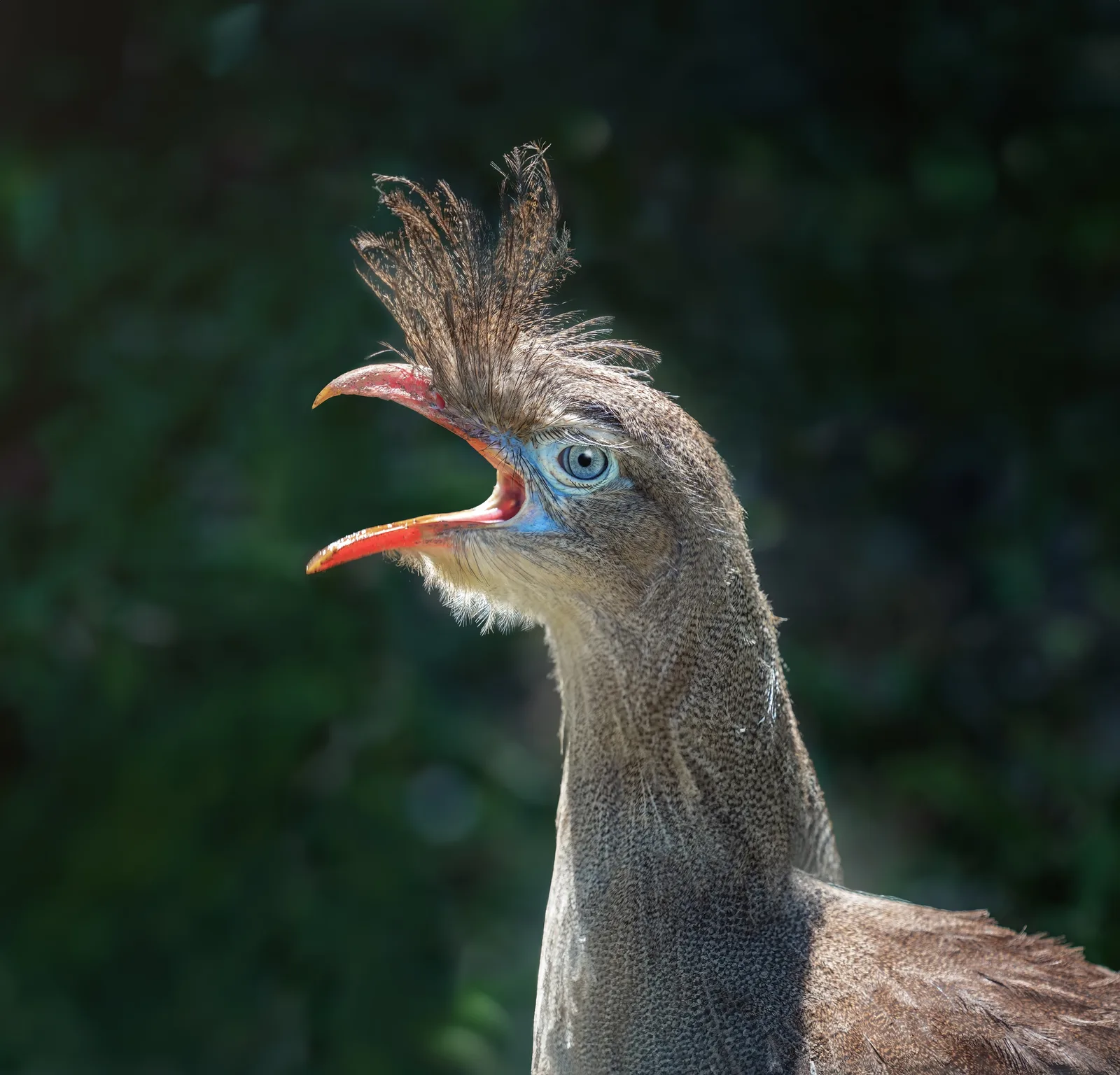 Araponga e seriema estão entre as aves com cantos mais intensos já medidos