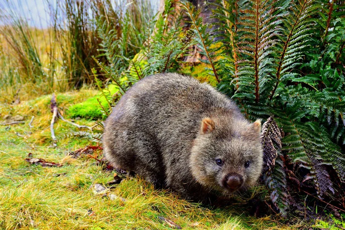 Wombat usa fezes em cubos e o traseiro para proteger sua toca