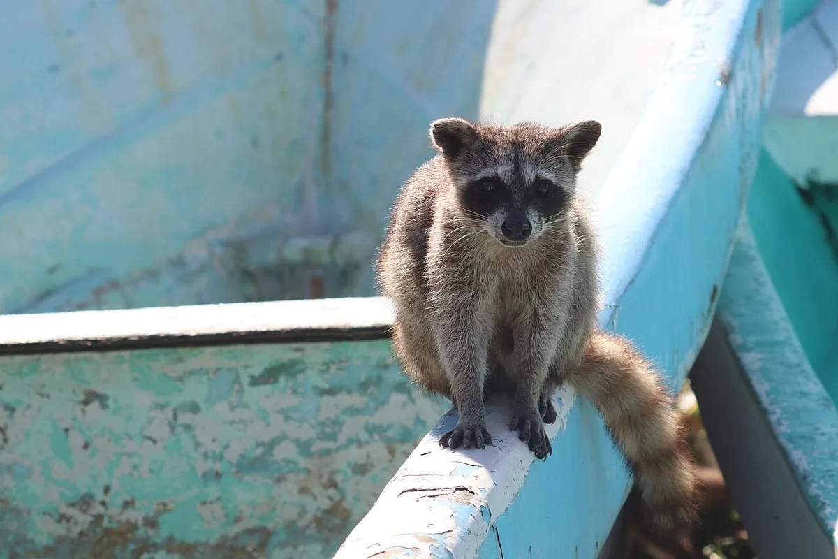 Brincadeira com papel revela aprendizado social entre guaxinins de Cozumel