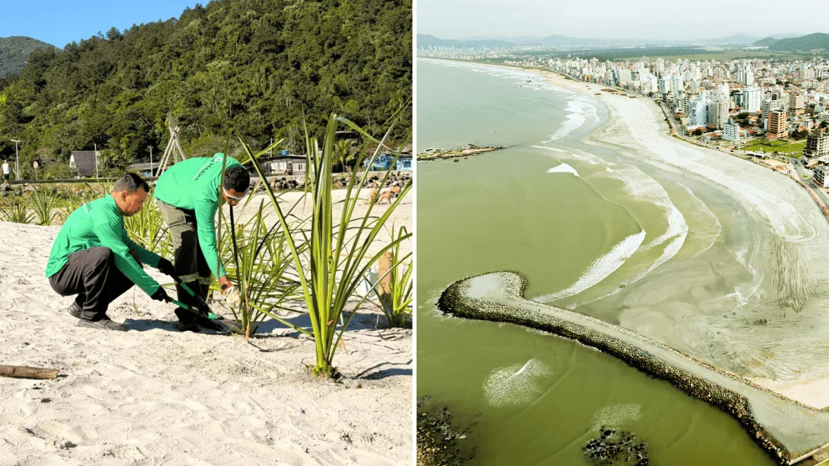 Praia do Gravatá inicia recuperação de restinga após obra de alargamento