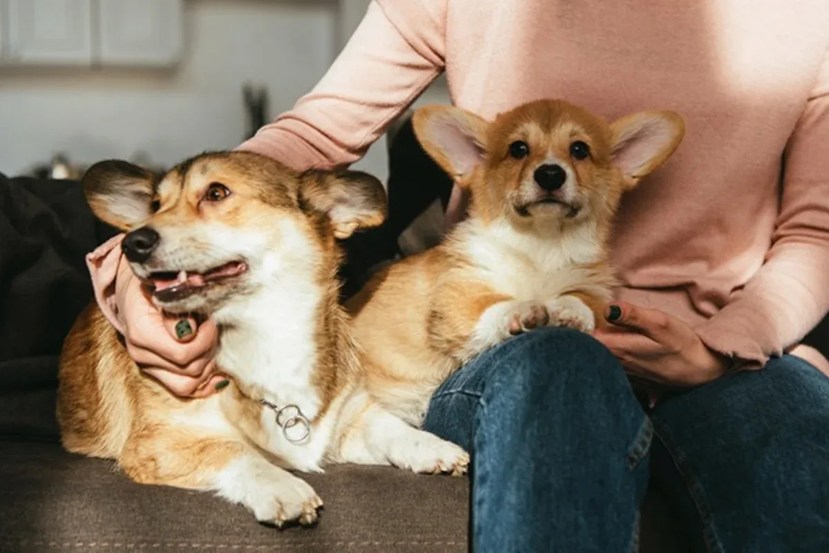 Estudo mostra que cães identificam limites entre palavras pelo som das consoantes
