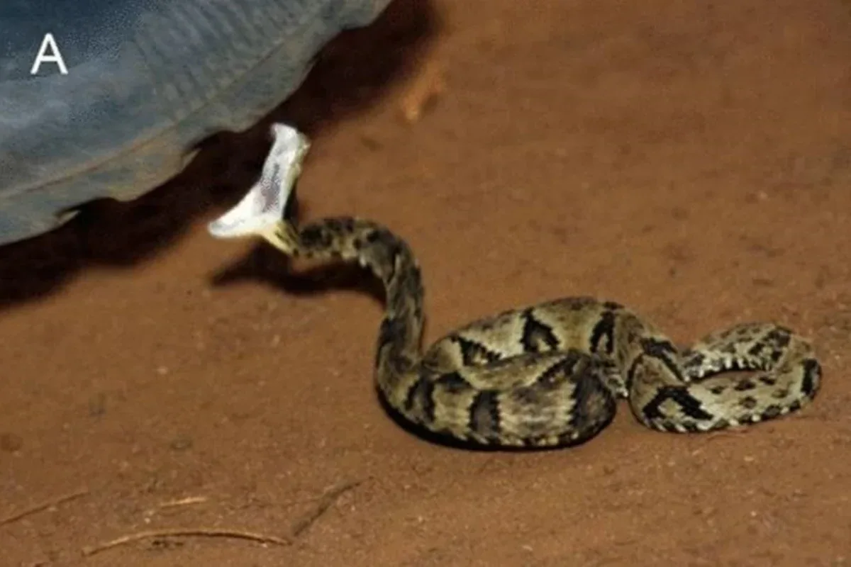 Jararacas recém-nascidas dão mais botes, aponta estudo premiado no IgNobel