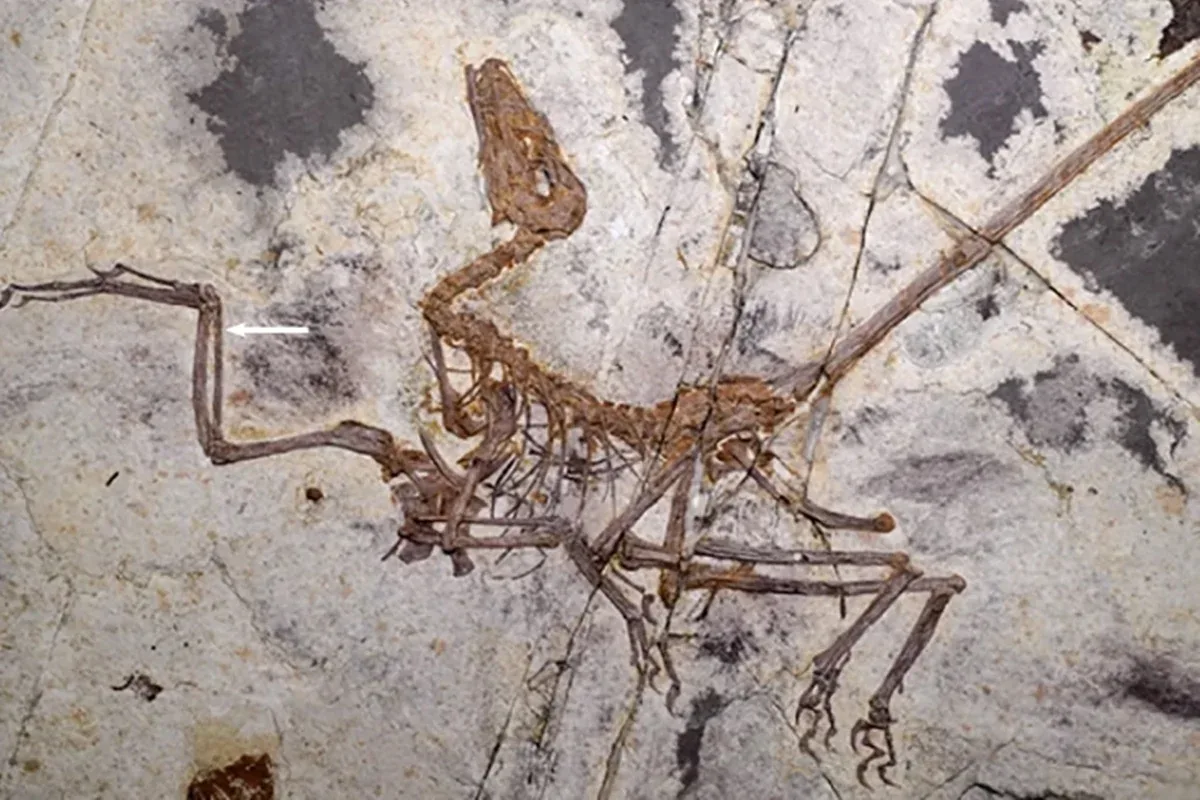 Fóssil de dinossauro com penas revela caminhos distintos até o voo