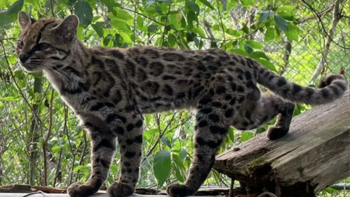 Pesquisa liderada por brasileiro identifica linhagem inédita de felino na Bolívia