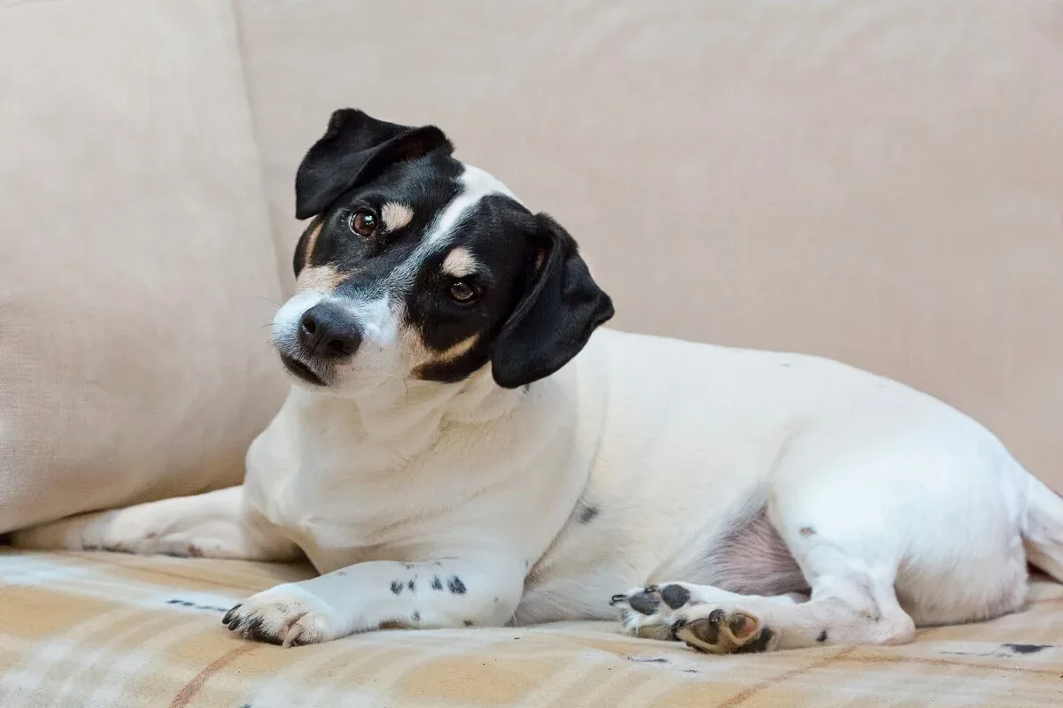 Por que cães e gatos inclinam a cabeça quando ouvem seus tutores