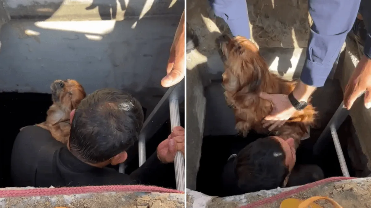 Cão Jean Pierre morre após ser resgatado de galeria em Balneário Camboriú
