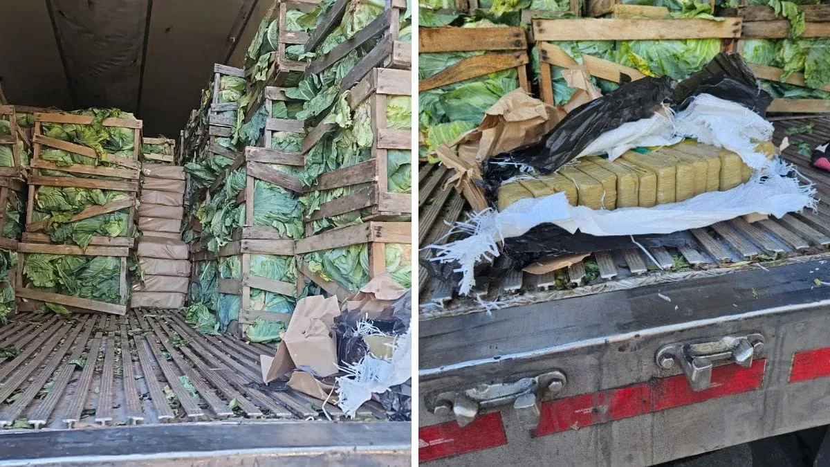 PRF encontra quase duas toneladas e meia de maconha em carga de repolhos em SC
