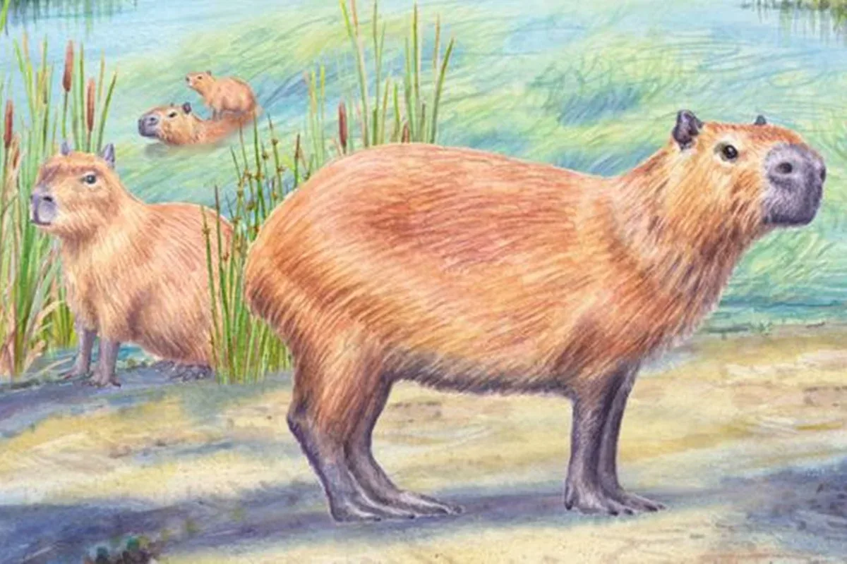 Dente de capivara revela sinais de umidade no antigo Atacama