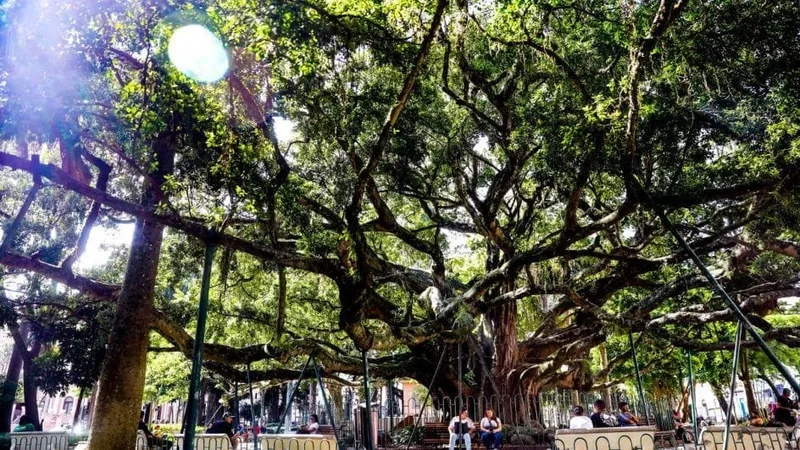 Figueira da Praça XV terá estrutura renovada durante ações de conservação