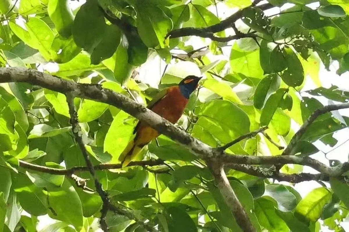 Cuco-picanço-de-gana é reencontrado após 13 anos sem registros na natureza