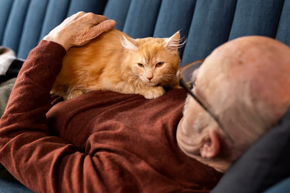 Por que gatos “amassam pãozinho” e o que o comportamento pode indicar