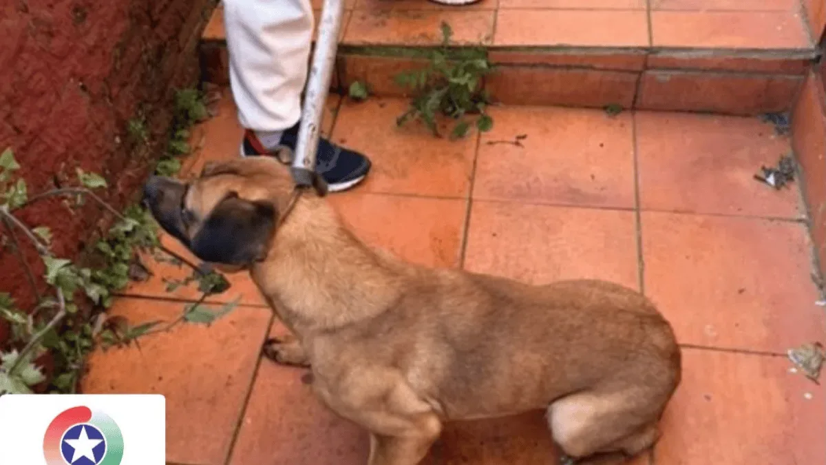 Cão retirado de imóvel insalubre em Xaxim será examinado em investigação