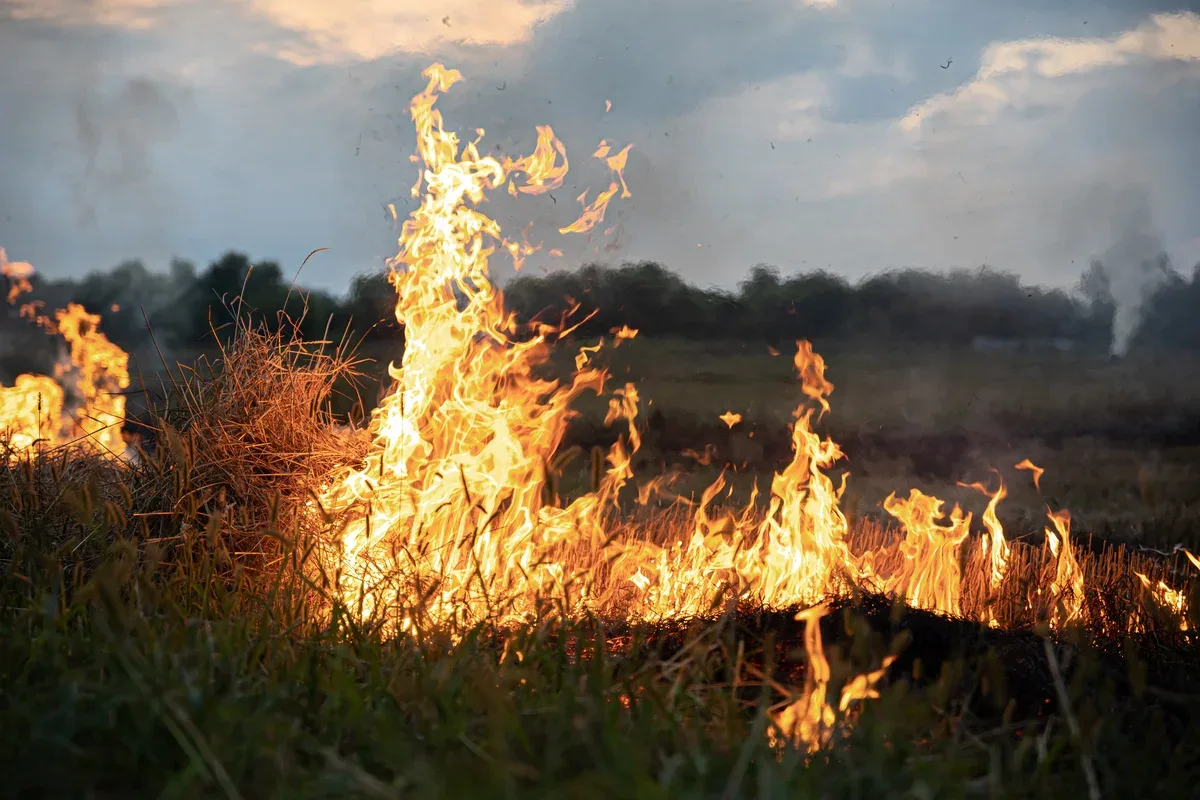 Incêndios frequentes dificultam a regeneração natural do Cerrado