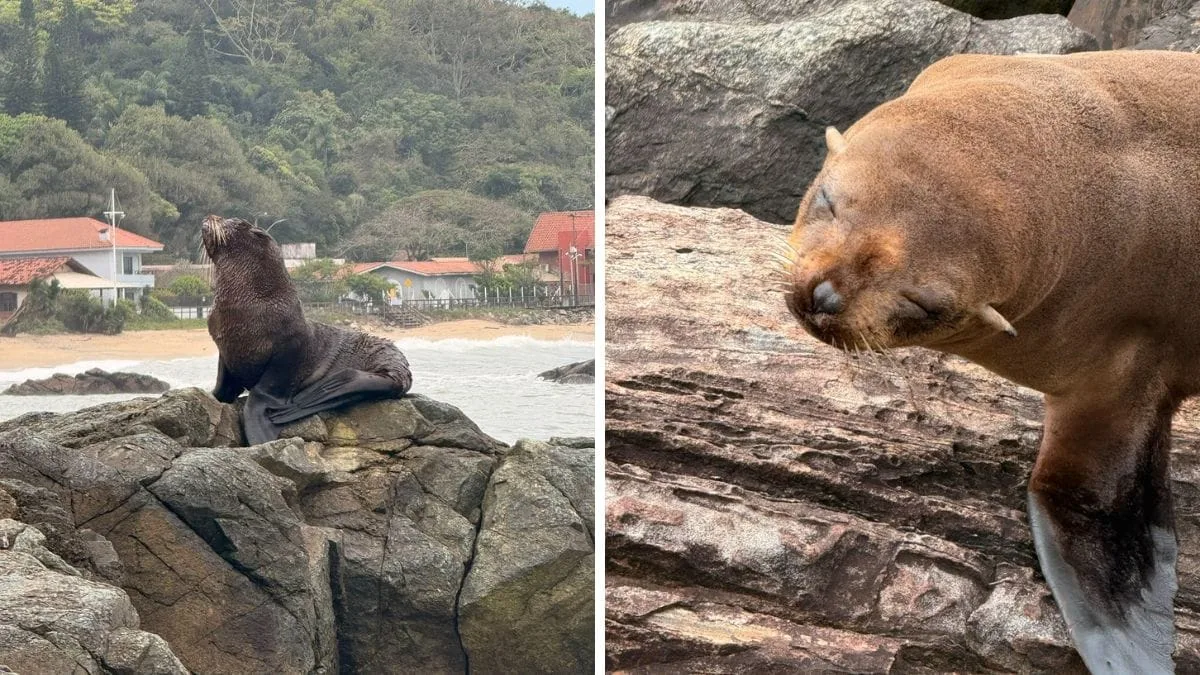 Lobo-marinho é resgatado após ser incomodado por cães em Santa Catarina