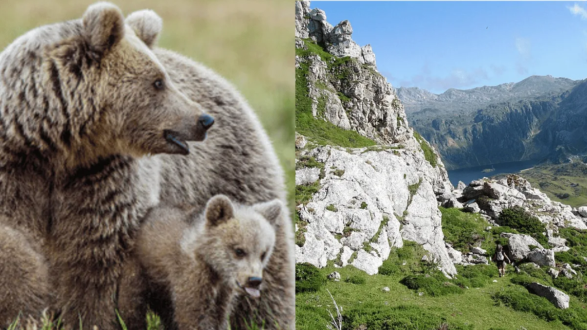 Observação de ursos nas Astúrias cresce, mas exige distância dos animais