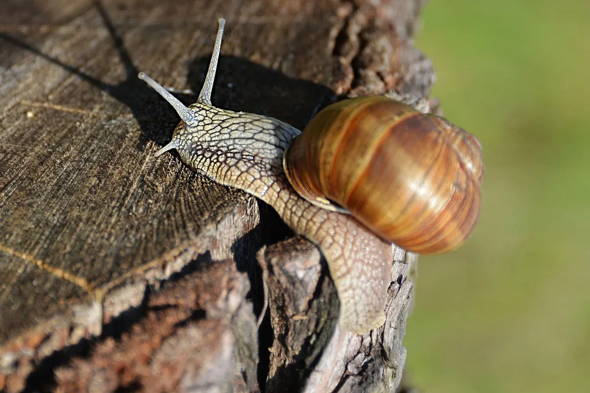 Concha de caracol registra sinais de chuvas extremas na Austrália
