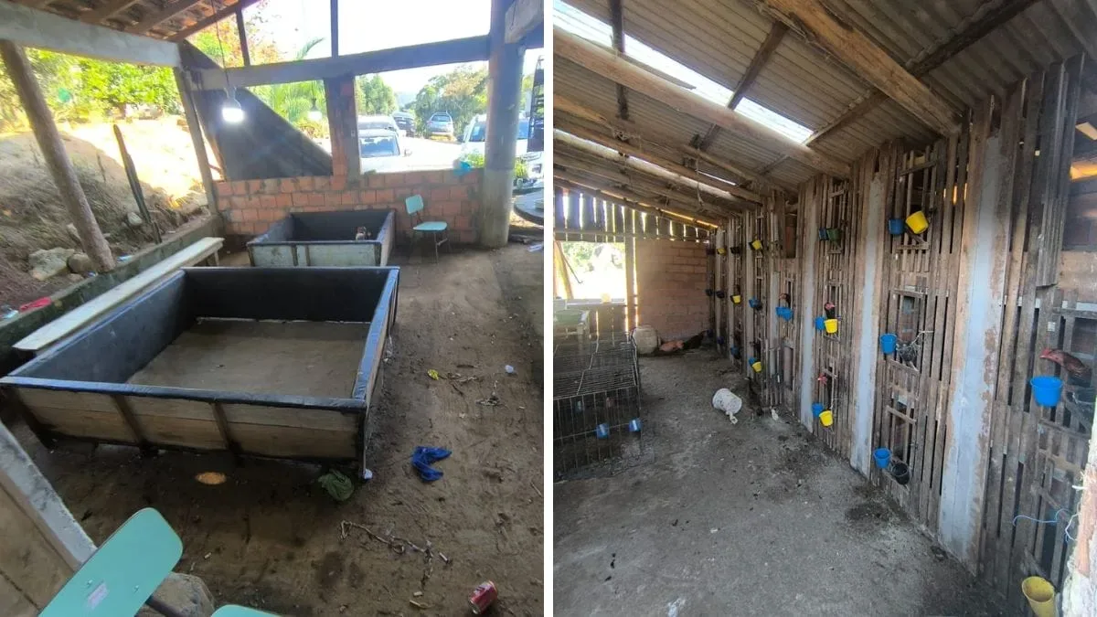 Dez pessoas são detidas após operação contra rinha de galos em Massaranduba