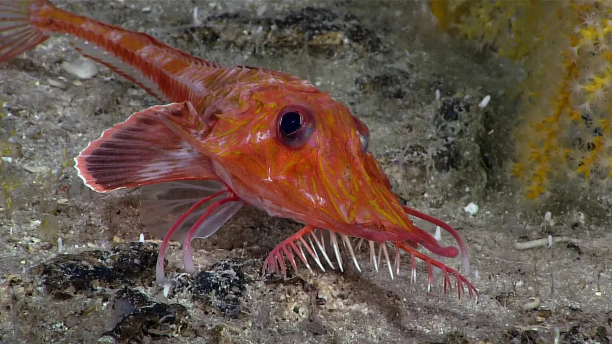 Olhos e nadadeiras revelam como peixe-corvo se move no fundo do oceano