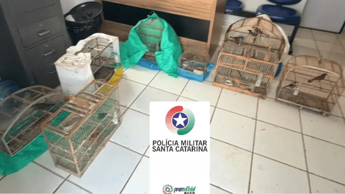 Aves apreendidas em São Domingos são encaminhadas para avaliação ambiental