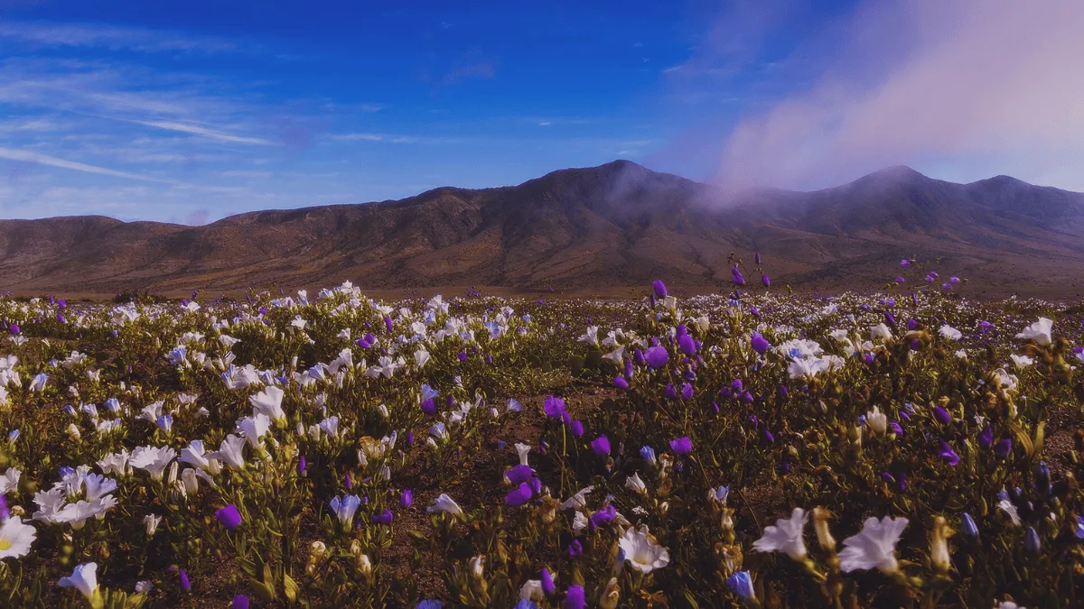Chuvas ativam sementes e ampliam expectativa de flores no Atacama