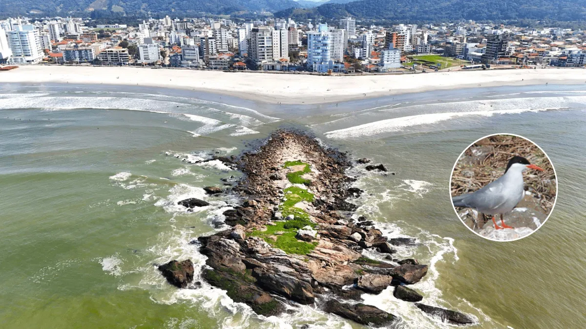 Ilha do Gravatá recebe ações para proteger ave ameaçada em Navegantes