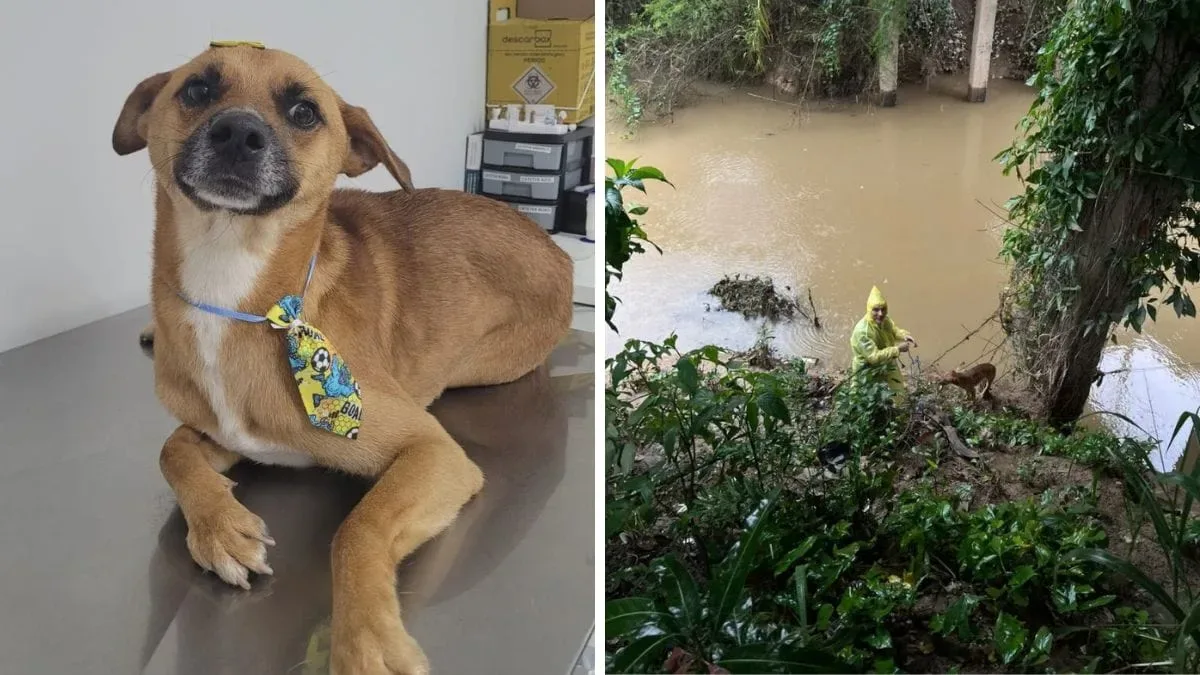 Cachorro resgatado de ribeirão em Gaspar precisa de lar temporário