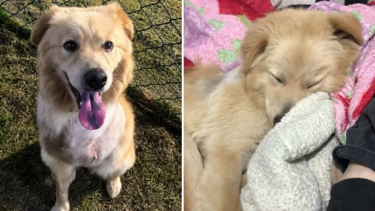 Bold supera abandono e amputação para viver com nova família em Jaraguá do Sul