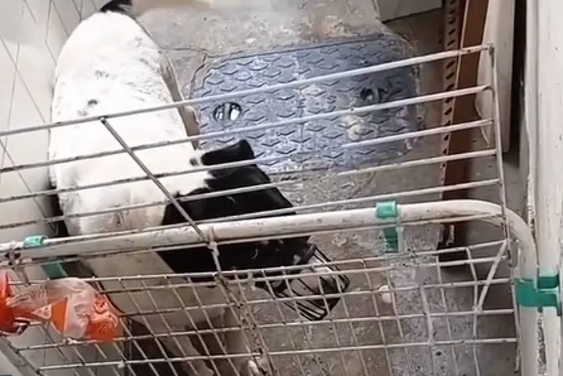 Donos de creche para animais são indiciados por suspeita de maus-tratos no Rio