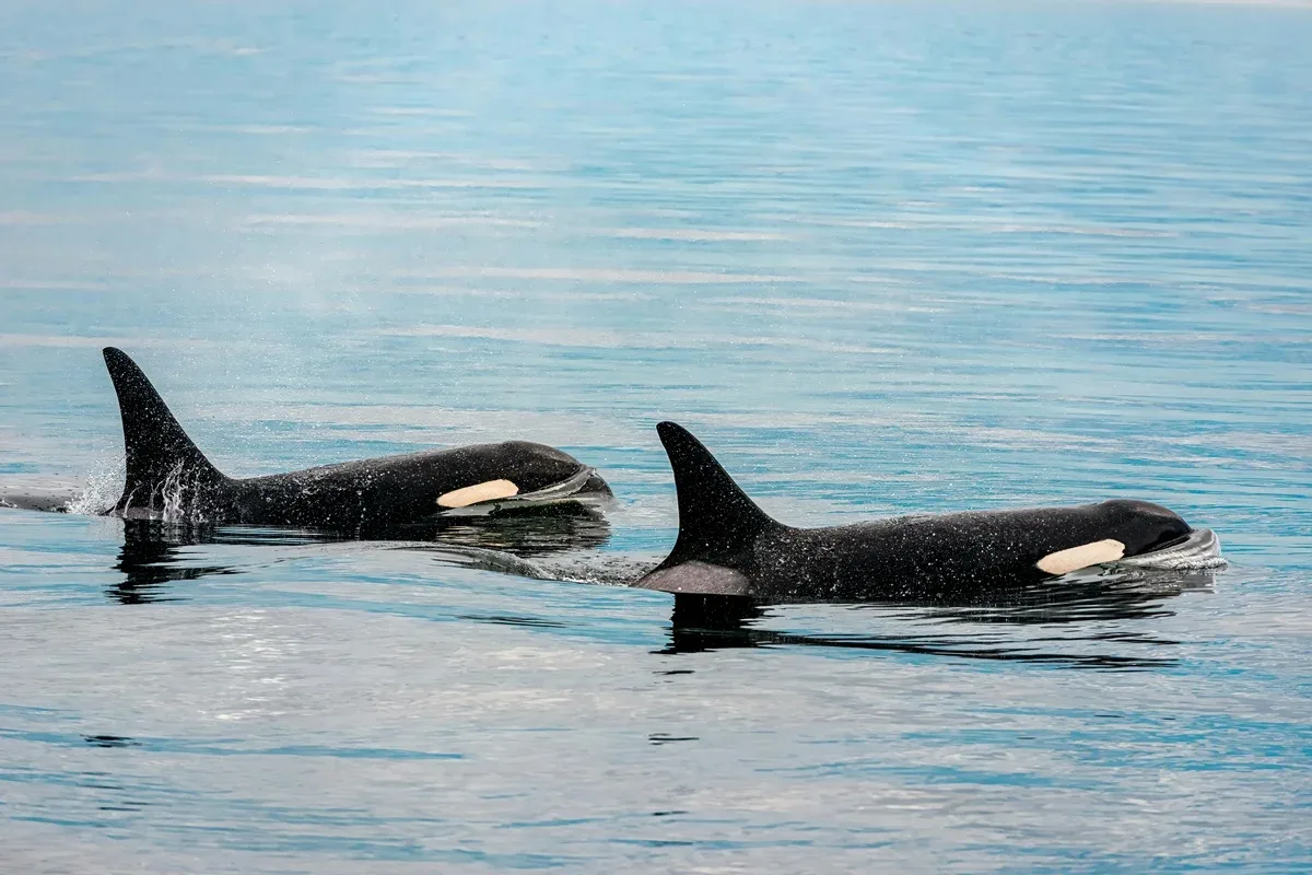 Por que orcas selvagens não costumam considerar humanos como presas