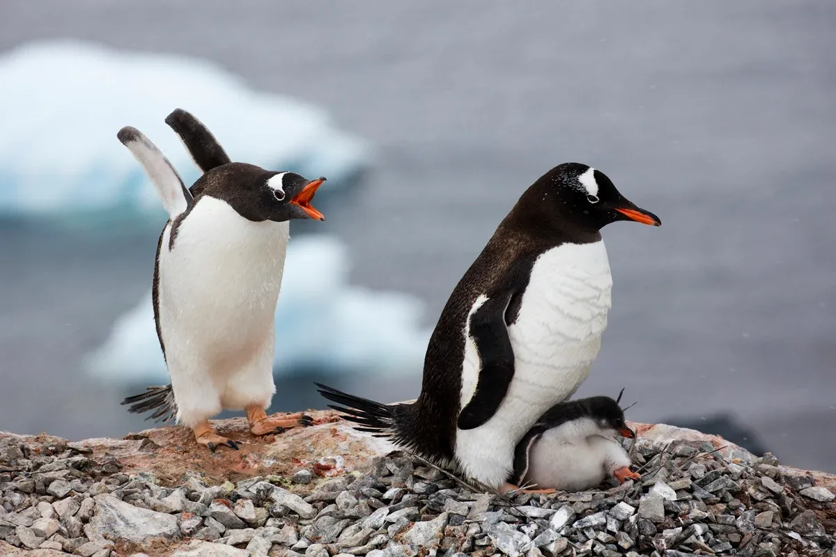 Análise genética identifica nova espécie entre pinguins-gentoo