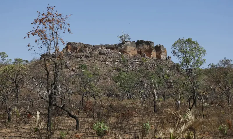 Campanha apresenta carta para cobrar compromissos com o Cerrado