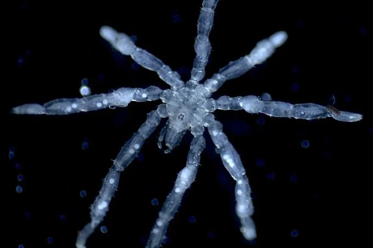 Duas espécies de aranhas-marinhas são identificadas no Mar de Salish