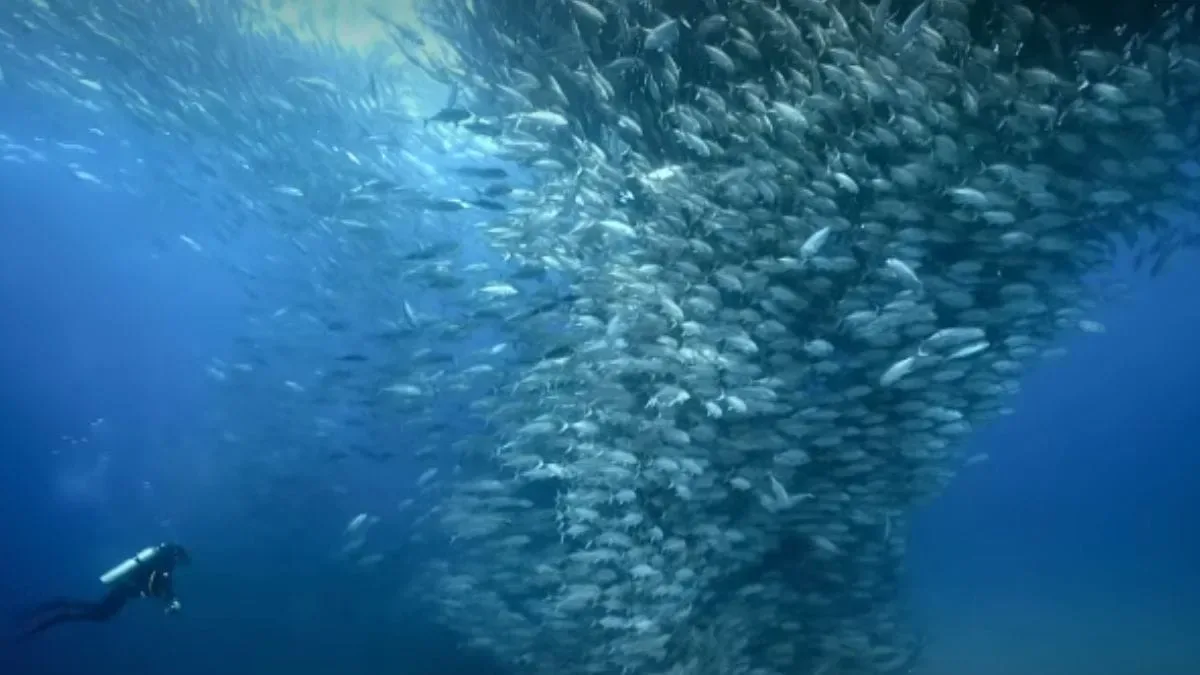 Cardumes de jureles marcam recuperação de Cabo Pulmo no México