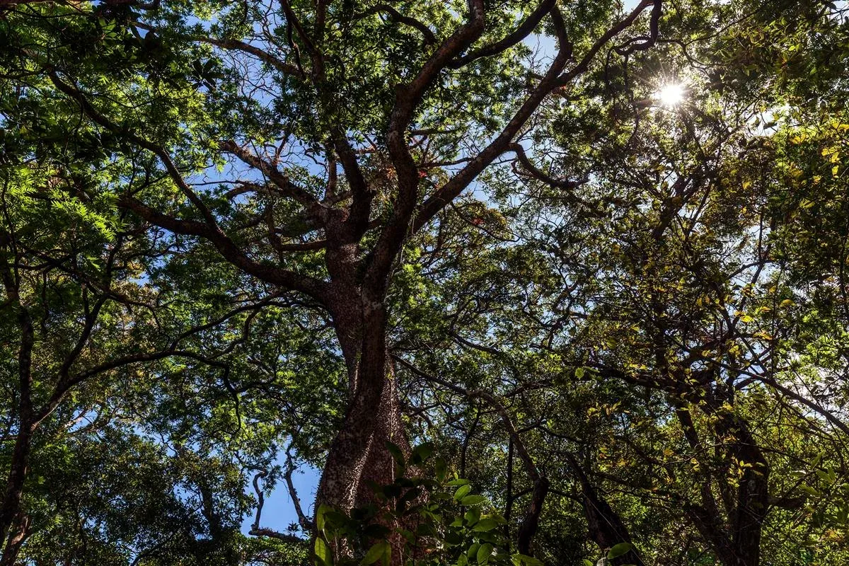 Assacu tem frutos que estouram e látex capaz de causar queimaduras