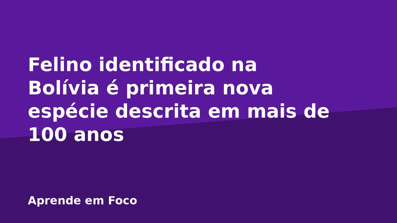 Felino identificado na Bolívia é primeira nova espécie descrita em mais de 100 anos